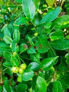 酒饼簕 新鲜东风桔 山桔簕  狗骨簕 狗骨刺 山桔子中草药