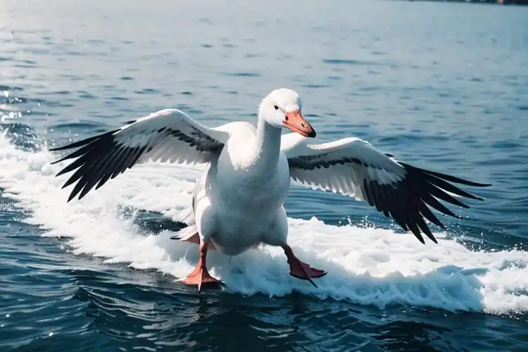 开心一刻:大白鹅的故事,听说只有无聊透顶的人才会看._小白_其他_鸭子