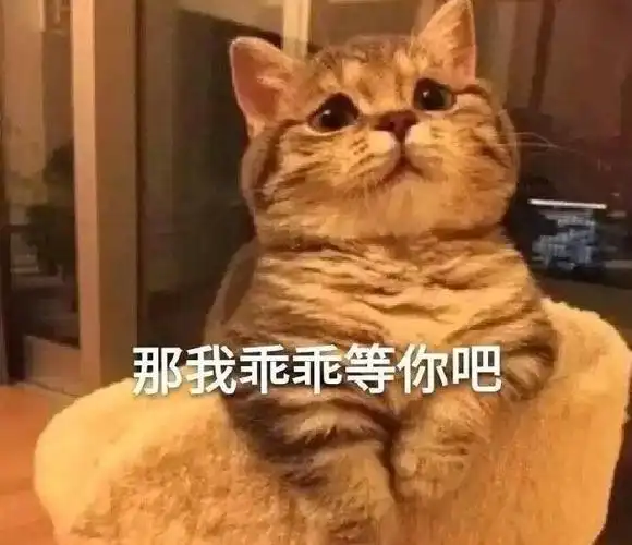 萌宠猫星人那我乖乖等你吧无辜呆萌可爱gif动图_动态图_表情包下载