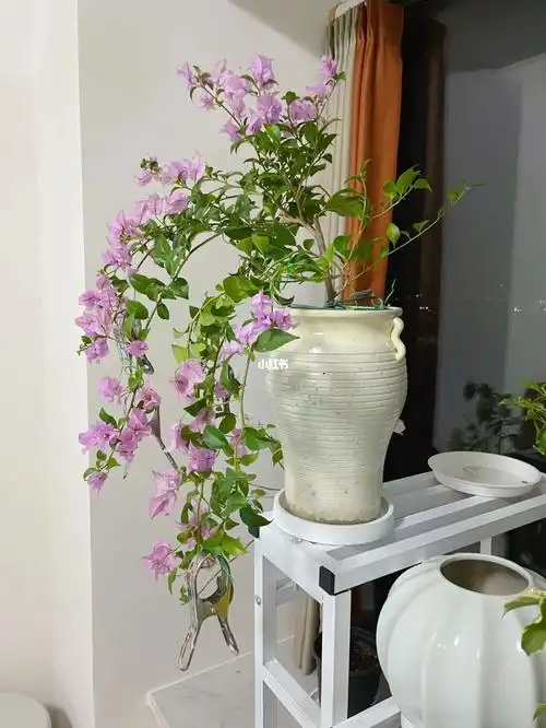 给三角梅巴西紫做造型