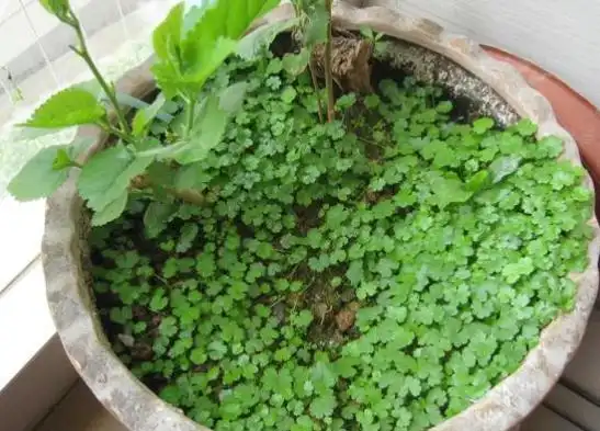 俗称"破铜钱草",农村老人称其为"护肝良草",还有三大价值